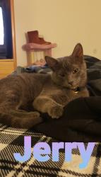 Lost Male Cat last seen Near w Artesia blvd, Compton, CA 90220