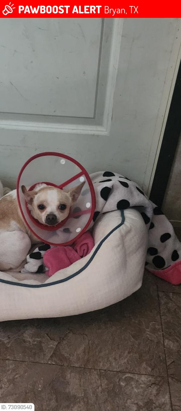 Lost Female Dog last seen Palasota finfeder, Bryan, TX 77803