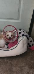 Lost Female Dog last seen Palasota finfeder, Bryan, TX 77803