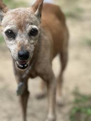 Found/Stray Female Dog last seen Publix, Dade City, FL 33525