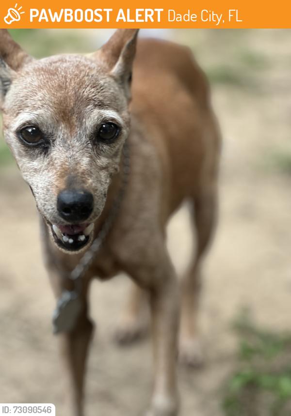 Found/Stray Female Dog last seen Publix, Dade City, FL 33525