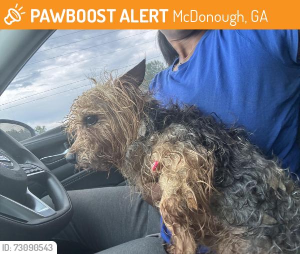 Found/Stray Male Dog last seen Willow Lane, McDonough, GA 30253