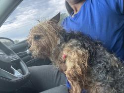 Found/Stray Male Dog last seen Willow Lane, McDonough, GA 30253