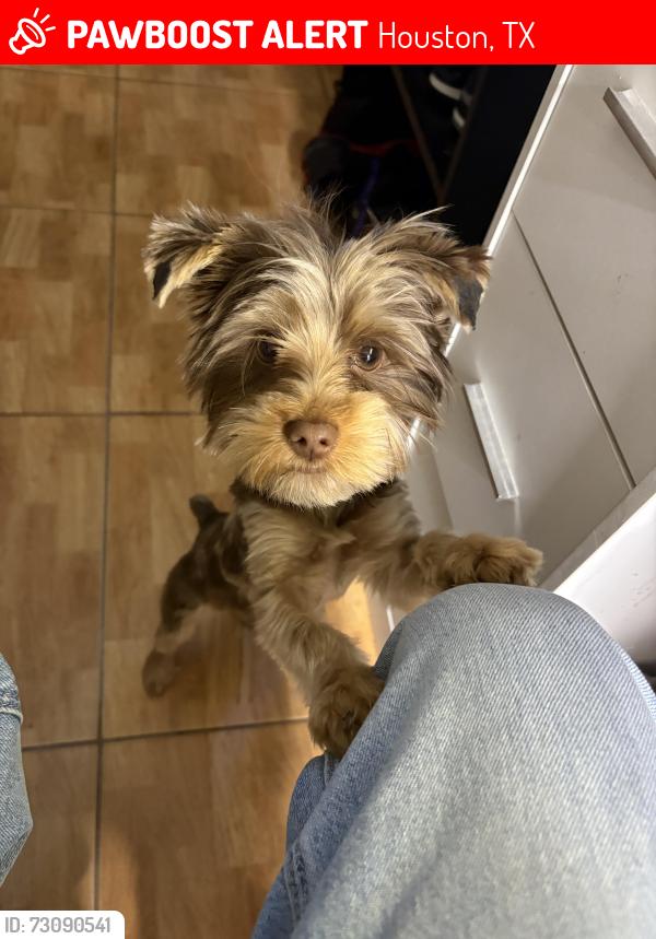 Lost Male Dog last seen laura anne dr 77049, Houston, TX 77049