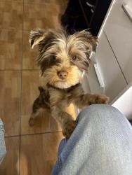 Lost Male Dog last seen laura anne dr 77049, Houston, TX 77049