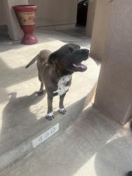 Lost Male Dog last seen Bravo Lake in Woodlake, Woodlake, CA 93286