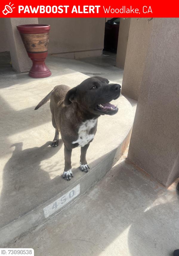 Lost Male Dog last seen Bravo Lake in Woodlake, Woodlake, CA 93286