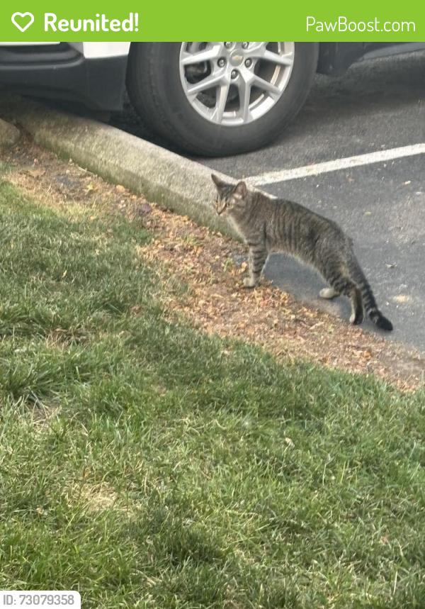 Reunited Unknown Cat last seen Sawbury Commons, Dublin, OH 43016