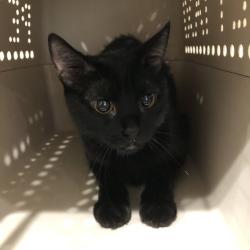 Shelter Stray Female Cat last seen , 1013 Garfield St, Oak Park, IL 60304, USA