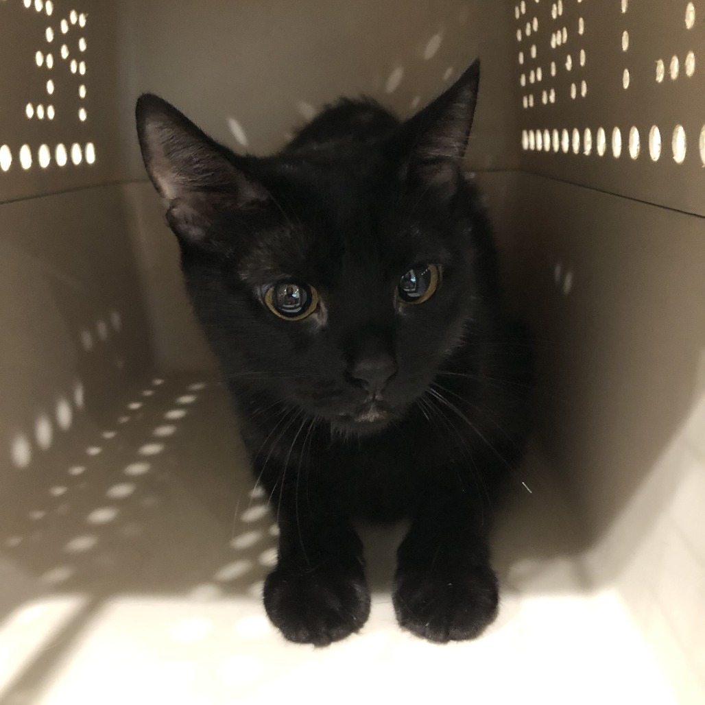 Shelter Stray Female Cat last seen , 1013 Garfield St, Oak Park, IL 60304, USA