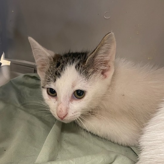 Shelter Stray Male Cat last seen , 2350 Appling City Cove, Memphis, TN 38133, USA