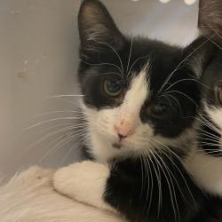 Shelter Stray Male Cat last seen , 2350 Appling City Cove, Memphis, TN 38133, USA