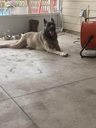 Found/Stray Female Dog last seen US Hwy 27 & NE 120th Terrace, Williston, FL 32696