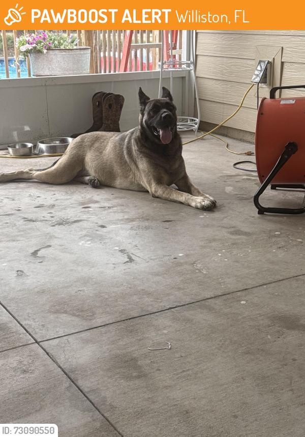 Found/Stray Female Dog last seen US Hwy 27 & NE 120th Terrace, Williston, FL 32696
