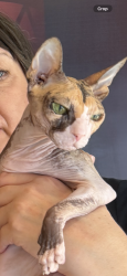Reunited Female Cat last seen Southern Village, Chapel Hill, NC 27516