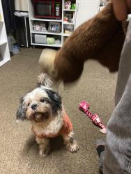 Lost Male Dog last seen Near vienna st, San Francisco, CA 94112