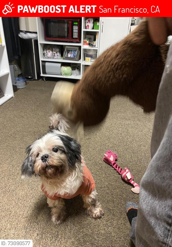 Lost Male Dog last seen Near vienna st, San Francisco, CA 94112