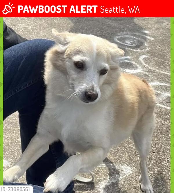 Lost Male Dog last seen 50th and Ferdinand, Seattle WA, Seattle, WA 98118