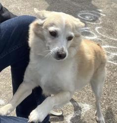 Lost Male Dog last seen 50th and Ferdinand, Seattle WA, Seattle, WA 98118