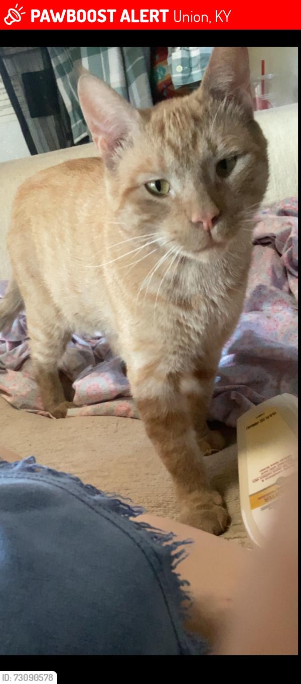 Lost Male Cat last seen Near camp ernst rd, Union, KY 41091