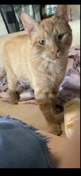 Lost Male Cat last seen Near camp ernst rd, Union, KY 41091