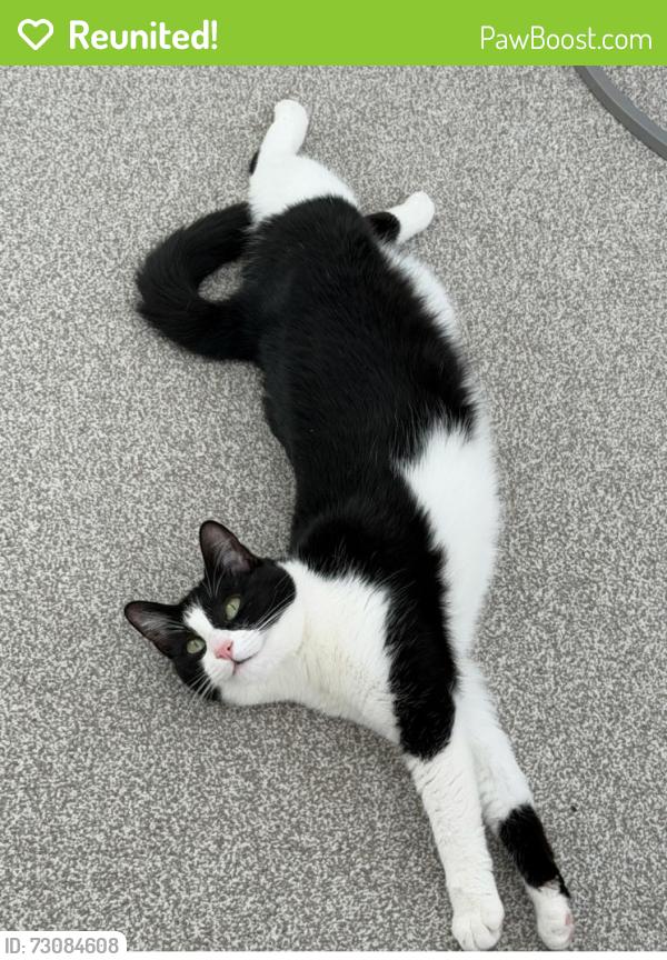 Reunited Female Cat last seen Shenden close, Kent, England TN13