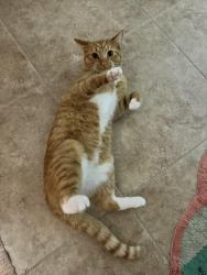 Lost Male Cat last seen Skyline & Trafalgar, Cape Coral, FL 33991