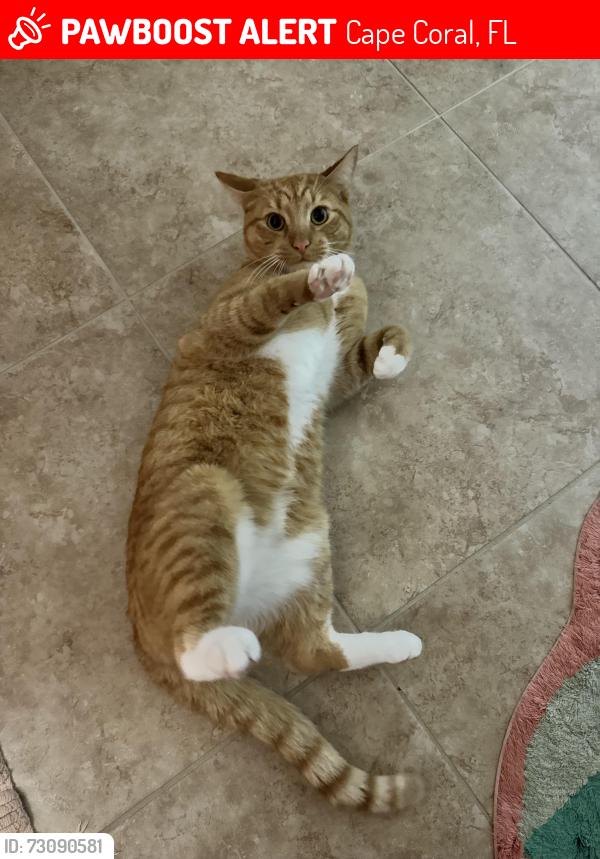 Lost Male Cat last seen Skyline & Trafalgar, Cape Coral, FL 33991