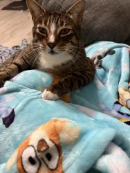 Reunited Male Cat last seen Near Calais Dr, Holiday, FL 34690, USA, Holiday, FL 34690