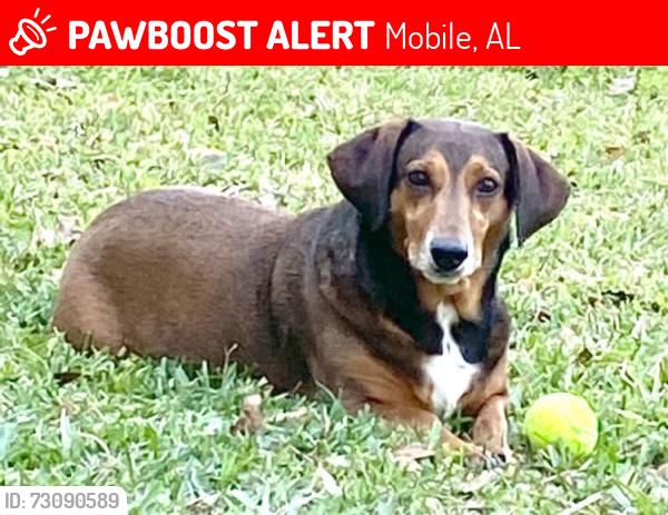 Lost Male Dog last seen University & Zeigler, Mobile, AL 36608