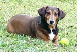 Lost Male Dog last seen University & Zeigler, Mobile, AL 36608