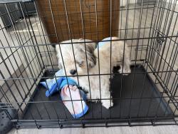Found/Stray Male Dog last seen Hollywood, Hollywood, FL 33020