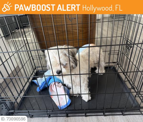 Found/Stray Male Dog last seen Hollywood, Hollywood, FL 33020