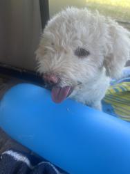 Found/Stray Female Dog last seen Riverside and Darling Roseville CA, Roseville, CA 95678