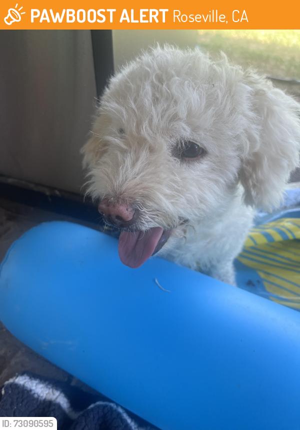 Found/Stray Female Dog last seen Riverside and Darling Roseville CA, Roseville, CA 95678
