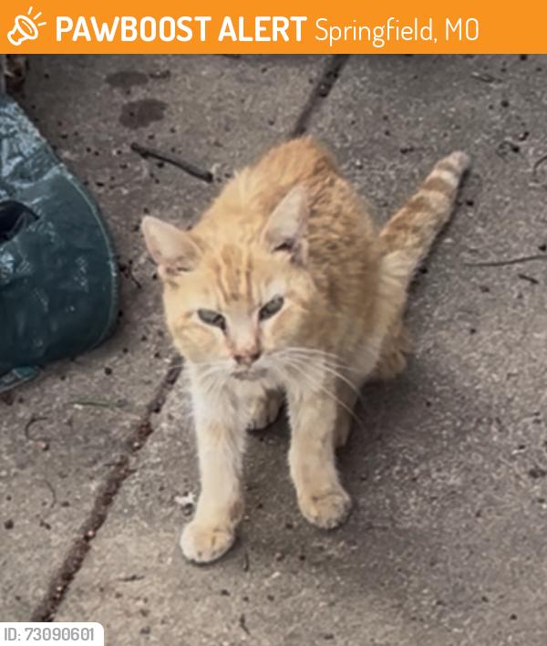 Found/Stray Unknown Cat last seen Homewood and Nickols street, Springfield, MO 65803