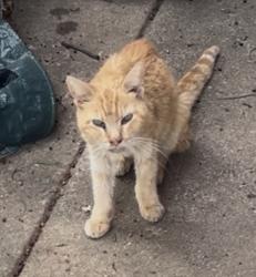 Found/Stray Unknown Cat last seen Homewood and Nickols street, Springfield, MO 65803