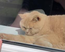 Reunited Male Cat last seen Hopwood avenue, Greater Manchester, England 