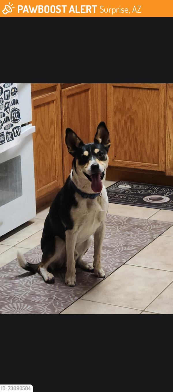 Found/Stray Male Dog last seen 177th Ave & Waddell, Surprise AZ 85388, Surprise, AZ 85388
