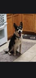 Found/Stray Male Dog last seen 177th Ave & Waddell, Surprise AZ 85388, Surprise, AZ 85388