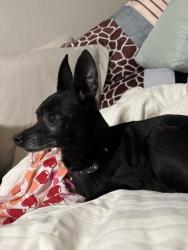 Reunited Male Dog last seen Cranbrook and Blackberry, Arlington, TX 76016