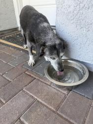 Found/Stray Female Dog last seen Owens/sloan, Las Vegas, NV 89156