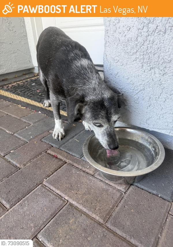 Found/Stray Female Dog last seen Owens/sloan, Las Vegas, NV 89156