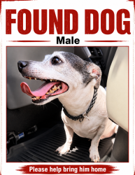 Found/Stray Male Dog last seen Metrowest, Orlando, FL 32835