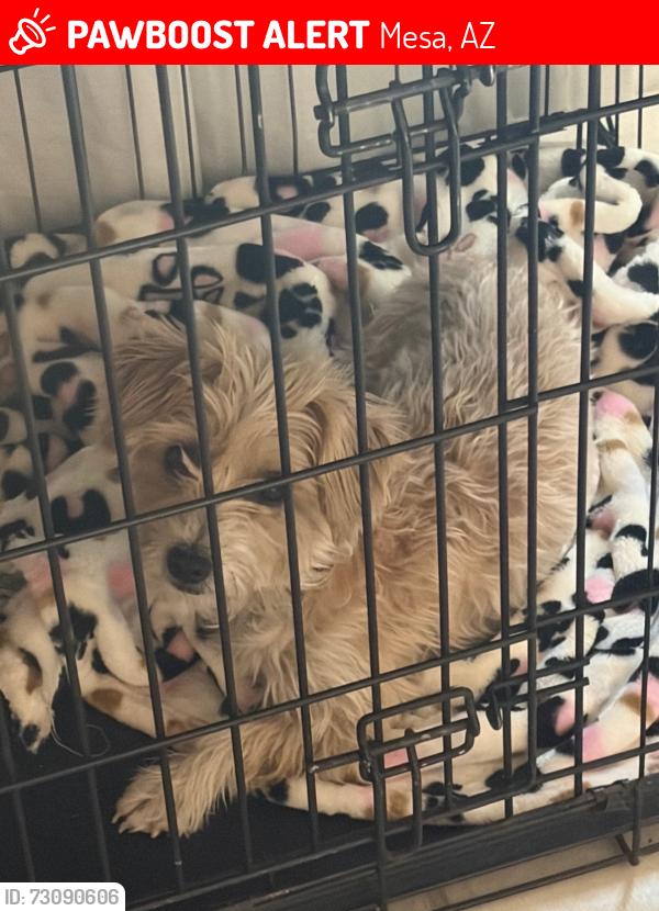 Lost Female Dog last seen 2nd and spencer, Mesa, AZ 85203