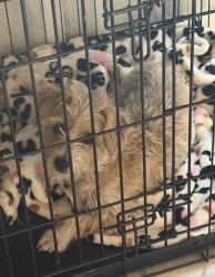 Lost Female Dog last seen 2nd and spencer, Mesa, AZ 85203