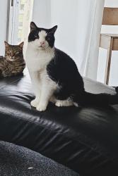 Lost Male Cat last seen Lake side of Seminole Blvd / 89th Ave N, Seminole, FL 33772