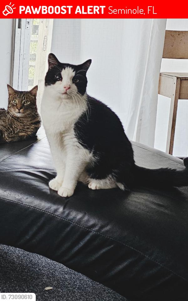 Lost Male Cat last seen Lake side of Seminole Blvd / 89th Ave N, Seminole, FL 33772