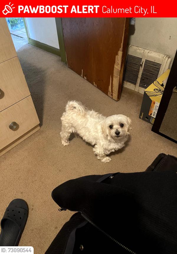 Lost Male Dog last seen Webb St and Burnham Ave, Calumet City, IL 60409