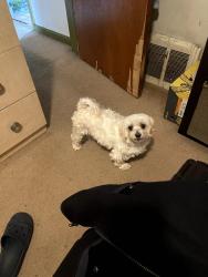 Lost Male Dog last seen Webb St and Burnham Ave, Calumet City, IL 60409